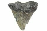 Bargain, Juvenile Megalodon Tooth - Georgia #163324-1